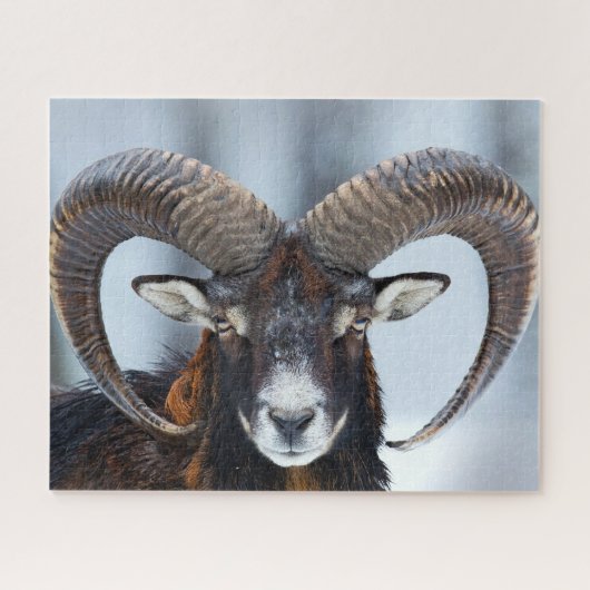 Big Horn Ram Sheep - Mouflon Legpuzzel (Horizontaal)