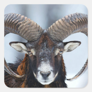 Big Horn Ram Sheep - Mouflon Vierkante Sticker