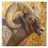 Big Horn Ram Tegeltje (Voorkant)