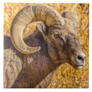Big Horn Ram Tegeltje