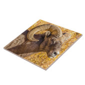 Big Horn Ram Tegeltje (Zijkant)