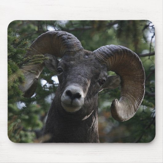 Big Horn Sheep1 Muismat (Voorkant)