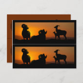 Big Horn Sheep Book markers Briefkaart (Voorkant / Achterkant)