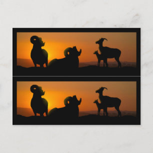 Big Horn Sheep Book markers Briefkaart