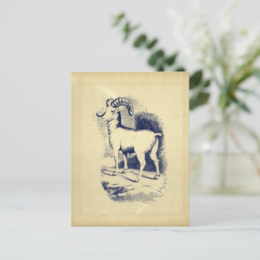  BIG HORN SHEEP BRIEFKAART (Staand voorkant)