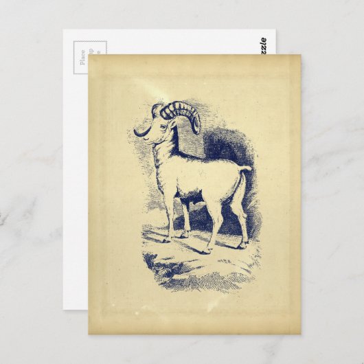  BIG HORN SHEEP BRIEFKAART (Voorkant / Achterkant)