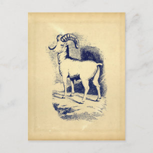  BIG HORN SHEEP BRIEFKAART