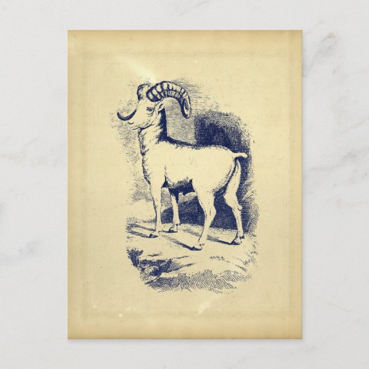 BIG HORN SHEEP BRIEFKAART (Voorkant)