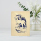  BIG HORN SHEEP BRIEFKAART (Staand voorkant)