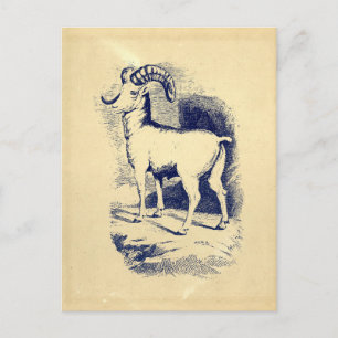 BIG HORN SHEEP BRIEFKAART