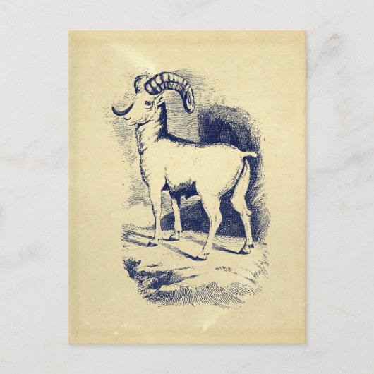  BIG HORN SHEEP BRIEFKAART (Voorkant)