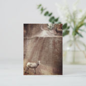 Big Horn Sheep Briefkaart (Staand voorkant)