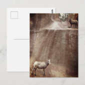 Big Horn Sheep Briefkaart (Voorkant / Achterkant)