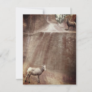 Big Horn Sheep Briefkaart
