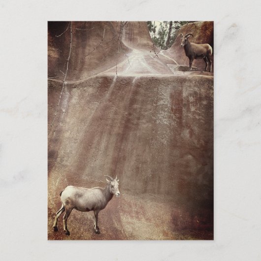 Big Horn Sheep Briefkaart (Voorkant)