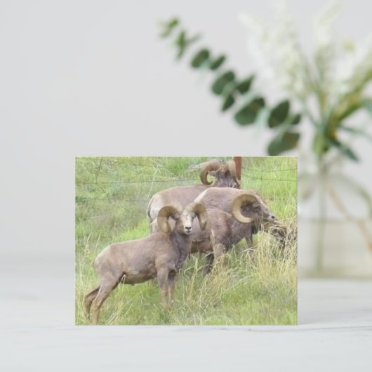 Big Horn Sheep Feeding Briefkaart (Staand voorkant)
