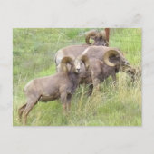 Big Horn Sheep Feeding Briefkaart (Voorkant)