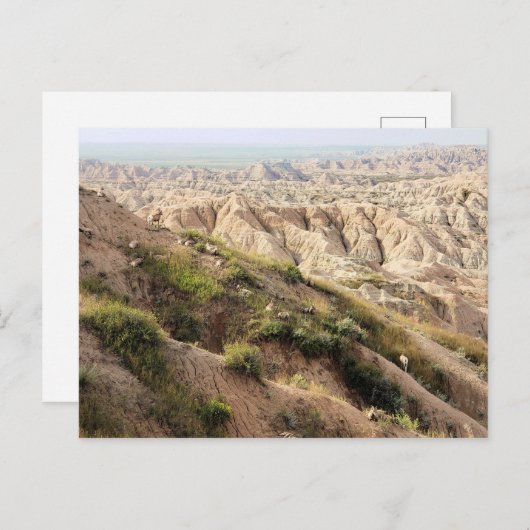 Big Horn Sheep in Badlands National Park, SD Briefkaart (Voorkant / Achterkant)