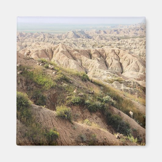 Big Horn Sheep in Badlands National Park, SD Magneet (Voorkant)