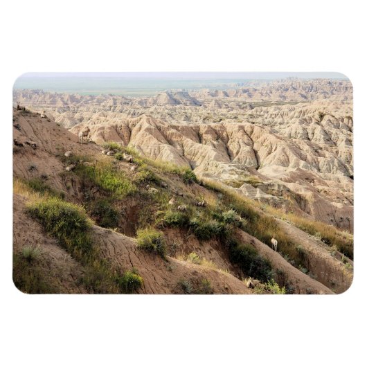 Big Horn Sheep in Badlands National Park, SD Magneet (Horizontaal)