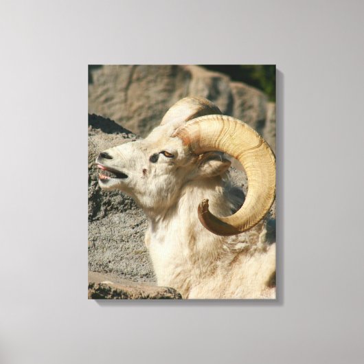 Big Horn Sheep Laughing Canvas Afdruk (Voorkant)