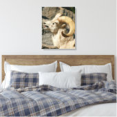 Big Horn Sheep Laughing Canvas Afdruk (Insitu (Slaapkamer))