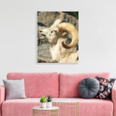 Big Horn Sheep Laughing Canvas Afdruk (Insitu (Woonkamer))