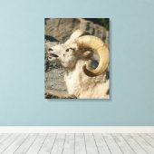 Big Horn Sheep Laughing Canvas Afdruk (Insitu (Houten vloer))