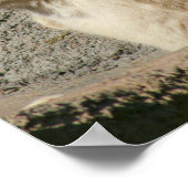 Big Horn Sheep Laughing Poster (Hoek)