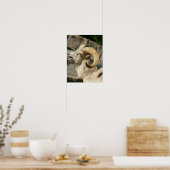 Big Horn Sheep Laughing Poster (Keuken)