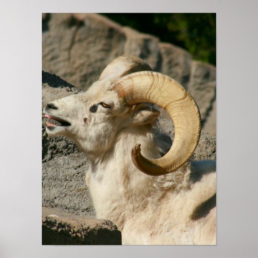 Big Horn Sheep Laughing Poster (Voorkant)