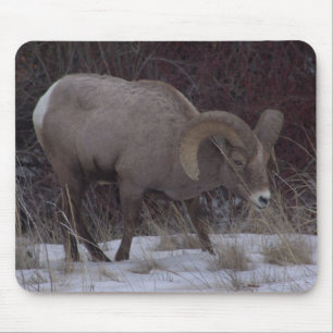Big Horn Sheep Muismat