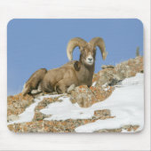 Big Horn Sheep Muismat (Voorkant)