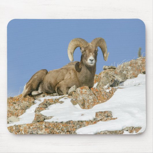 Big Horn Sheep Muismat (Voorkant)