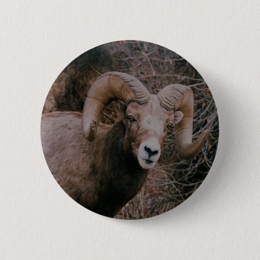 Big Horn Sheep Ronde Button 5,7 Cm (Voorkant)