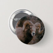 Big Horn Sheep Ronde Button 5,7 Cm (Voorkant /achterkant)