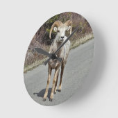 Big Horn Sheep Ronde Klok (Hoek)