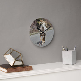 Big Horn Sheep Ronde Klok