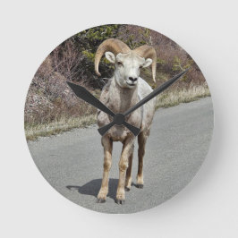 Big Horn Sheep Ronde Klok