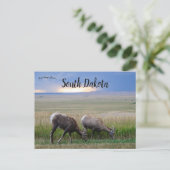 Big Horn Sheep South Dakota Briefkaart (Staand voorkant)