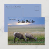 Big Horn Sheep South Dakota Briefkaart (Voorkant / Achterkant)