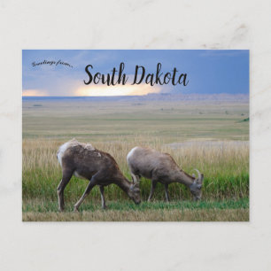 Big Horn Sheep South Dakota Briefkaart