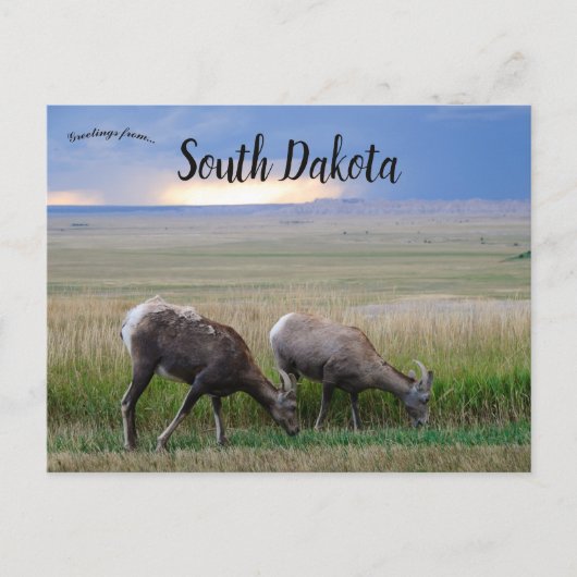 Big Horn Sheep South Dakota Briefkaart (Voorkant)