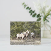Big Horn Sheep Trio Briefkaart (Staand voorkant)
