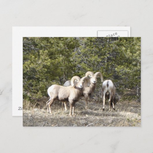 Big Horn Sheep Trio Briefkaart (Voorkant / Achterkant)