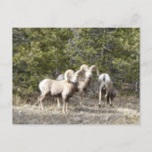 Big Horn Sheep Trio Briefkaart (Voorkant)