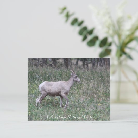 Big Horn Sheep, Vrouw, geelsteen Briefkaart (Staand voorkant)