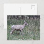 Big Horn Sheep, Vrouw, geelsteen Briefkaart (Voorkant / Achterkant)