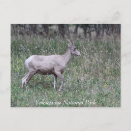 Big Horn Sheep, Vrouw, geelsteen Briefkaart