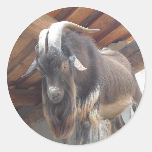 Big Horned Goat Ronde Sticker (Voorkant)